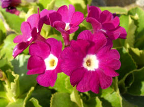 Primula x pubescens 'Carmen'